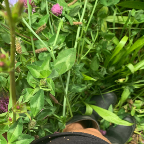 BIG CLOVER