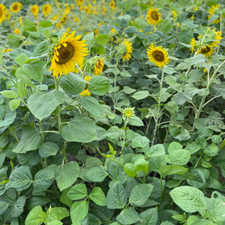 BUFFALO SUMMER BLEND® (1)