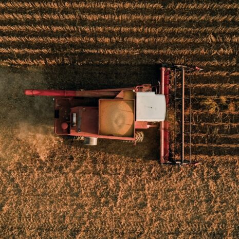 Crop Seeds
