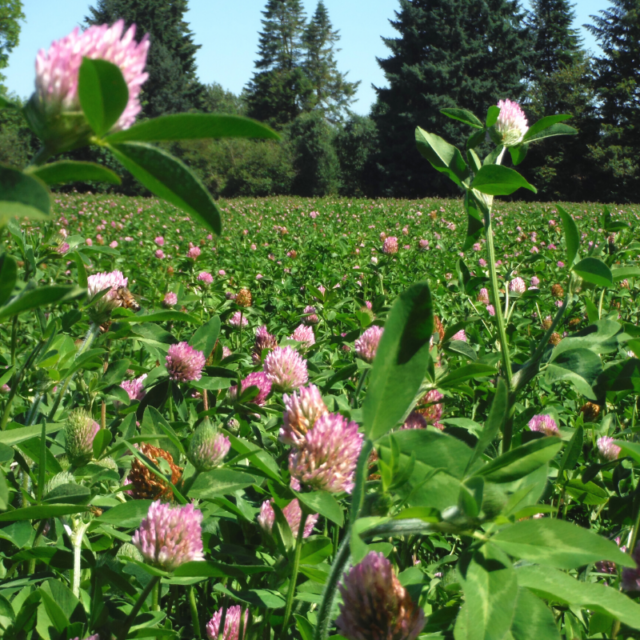 Dynamite™ Red Clover