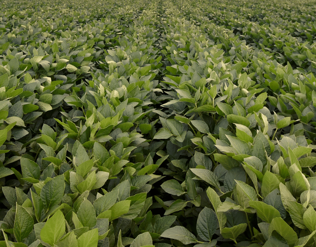 ES 4777 RR Soybean
