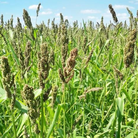 Golden millet