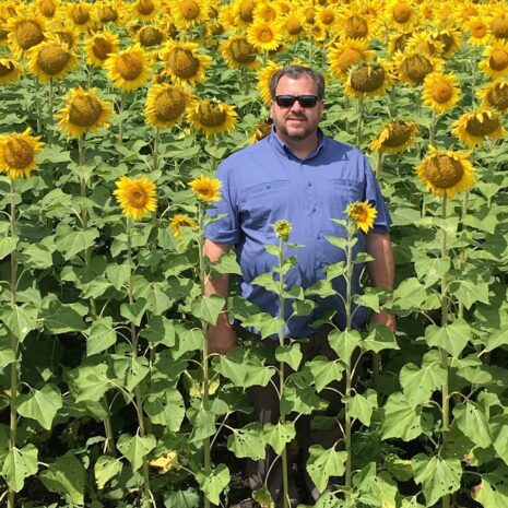Grand Champiom Clearfield Hybrid Sunflowers