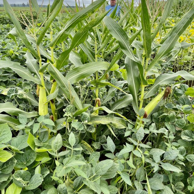 Green and Gold™ North (Glyphosate Tolerant Corn and Soybean)