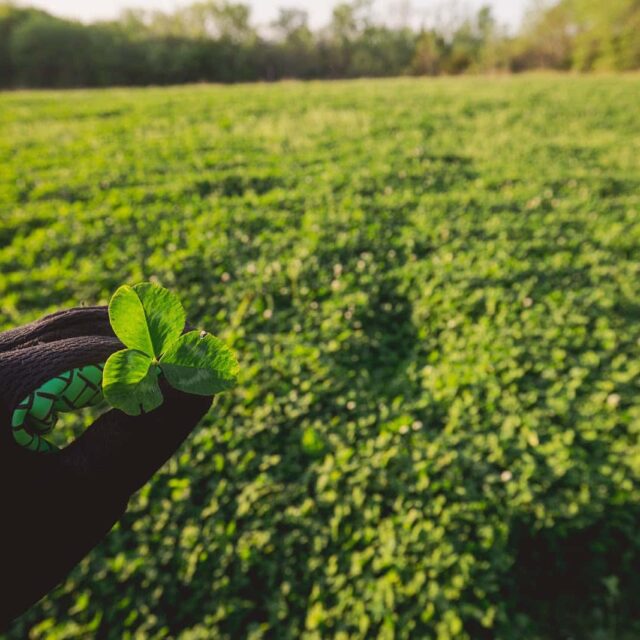 Hunt Master® (Perennial) Chicory and Clover