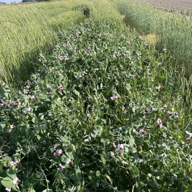 Austrian Winter Peas