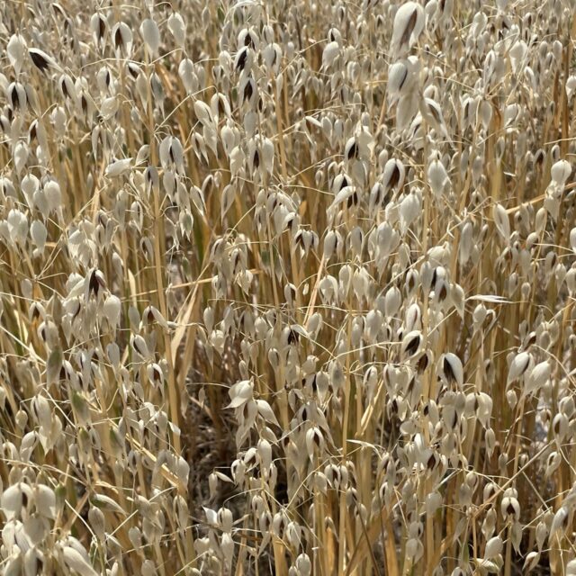 ES Black Oats