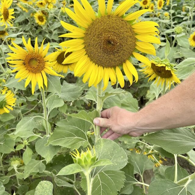 Peredovik Conventional Black Oil Sunflower