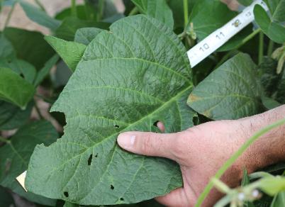 close up view of Largest Soybean Leaf of 9 inches