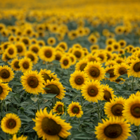 SUNFLOWER HEAD (1)