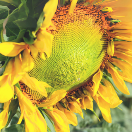 SUNFLOWER HEAD