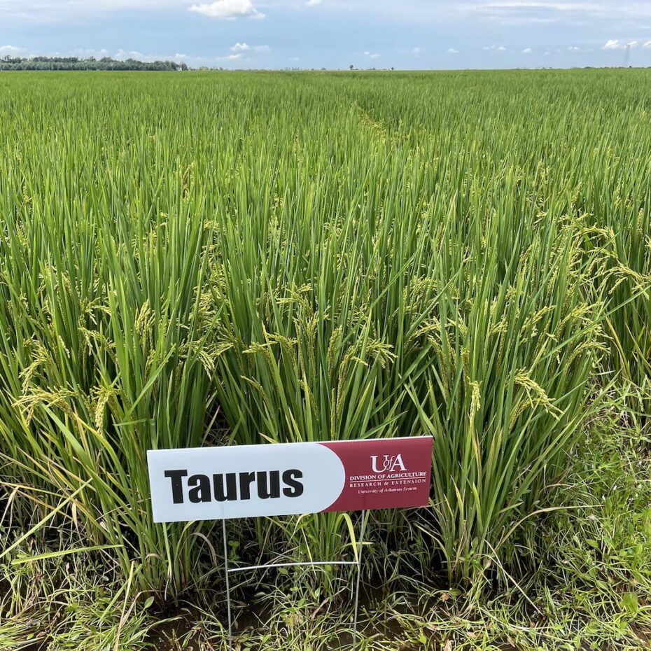 Taurus Rice - Eagle Seed, LLC