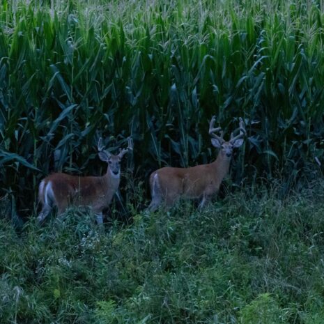 big field of corn 2 bucks