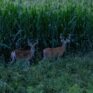 big field of corn 2 bucks