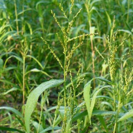 browntop millet
