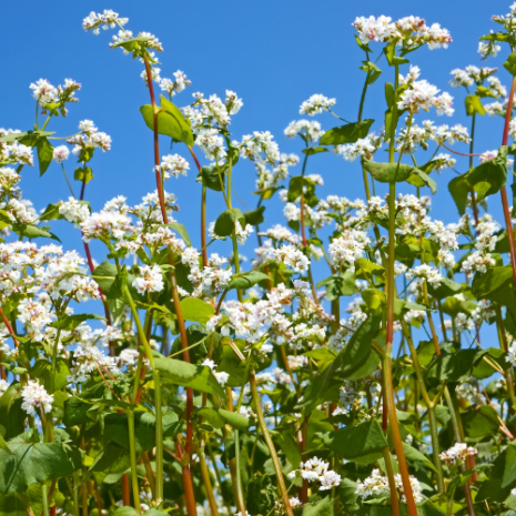 buckwheat (1)