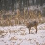 chunky corn deer