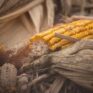 corn cob