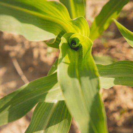 corn whorl