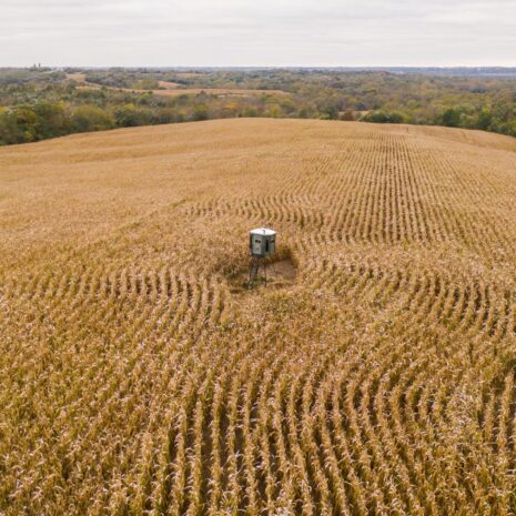 corn with deer stand corn with deer stand