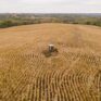 corn with deer stand