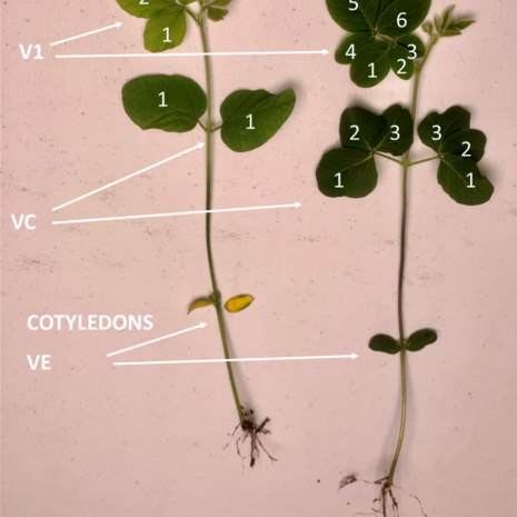 cotyledon2-2 cotyledon2-2