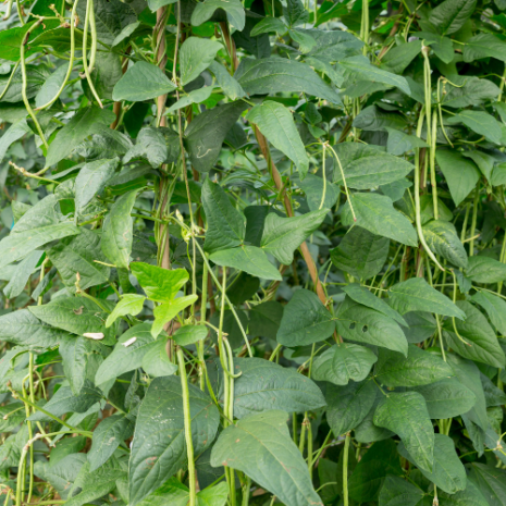 cowpeas