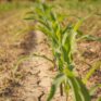 droughty corn