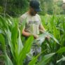 dwarf corn bow shooting