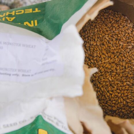 eagle wheat eagle wheat