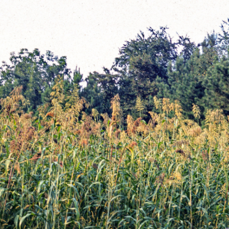 egyptian wheat