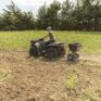 fall planting over eagle beans