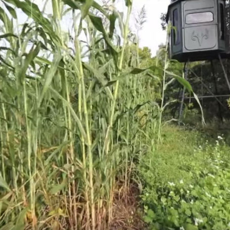 forage fence