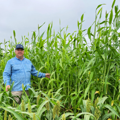 hybrid forage sorghum