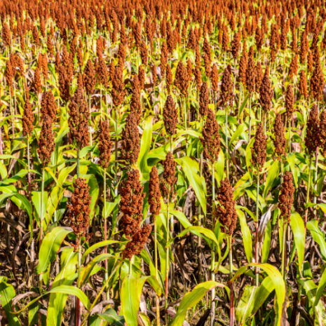 hybrid grain sorghum
