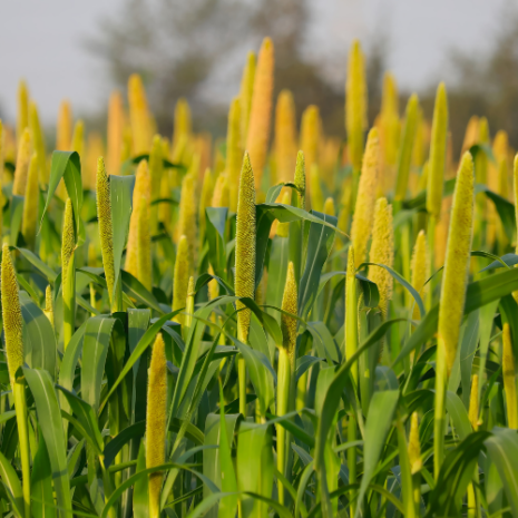 hybrid pearl millet (1)
