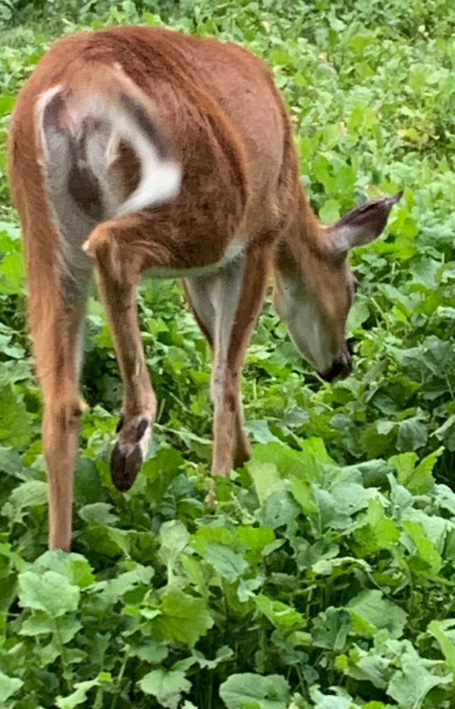 adult deer grazing in a field of green plants