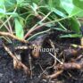 kura rhizome