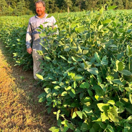 large-lad-forage-soybean