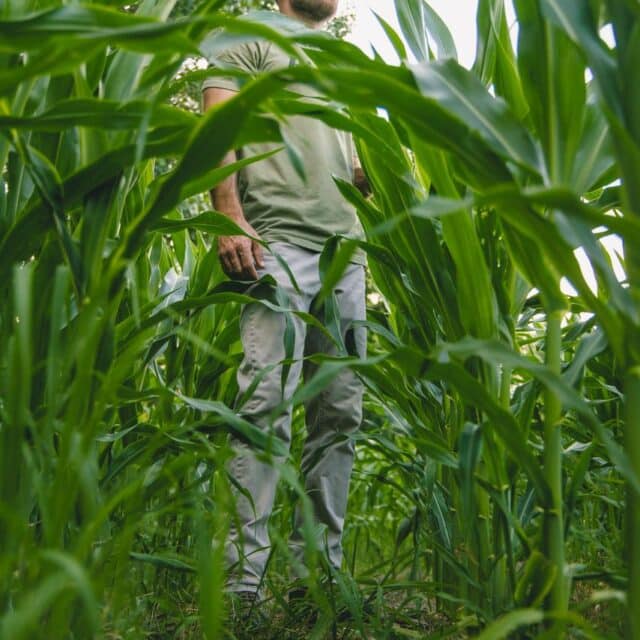 Person inspecting Feather Fuel™ waterfowl corn in moist-soil impoundment