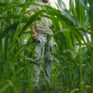 Person inspecting Feather Fuel™ waterfowl corn in moist-soil impoundment