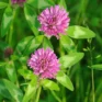 medium-red-clover