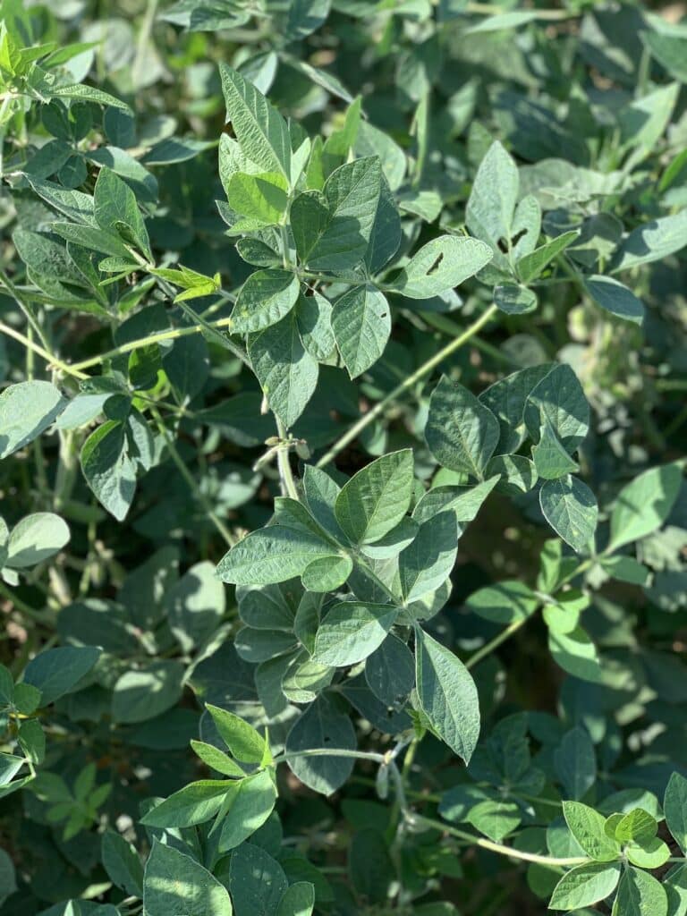 Close up view of MulitMax® Extra leaf soybean