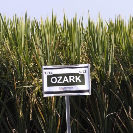 ozark rice