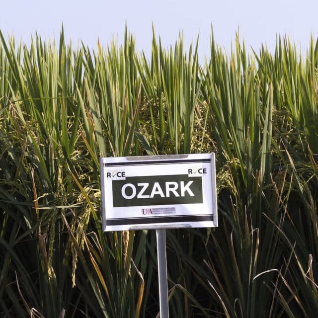 Ozark Rice