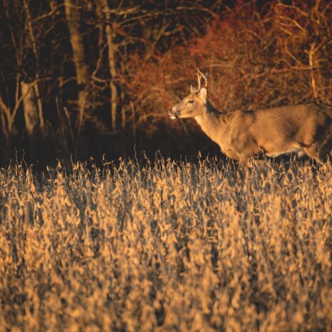 sepia soybean dry deer