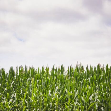 side of corn side of corn