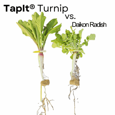taproot turnip (1)