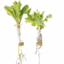 taproot turnip