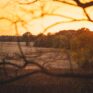tree branch view field